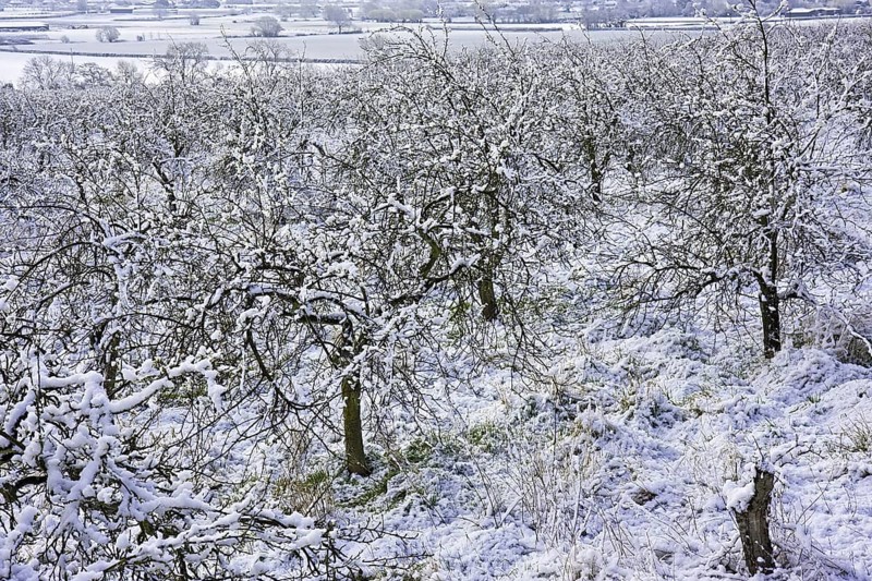 Cultivated apple trees