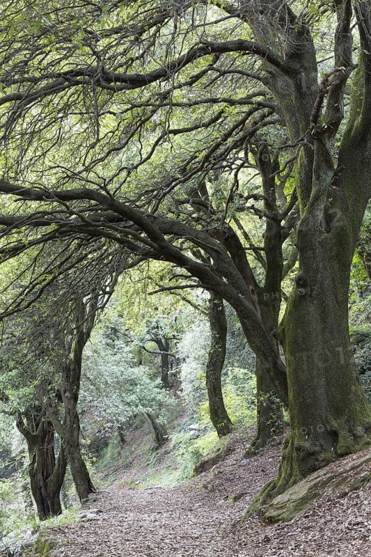 Holm oak