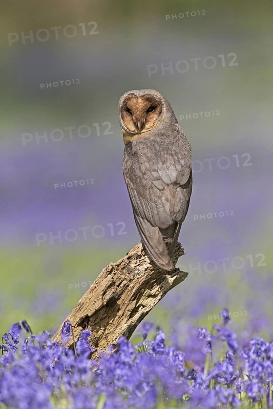 Common barn owl