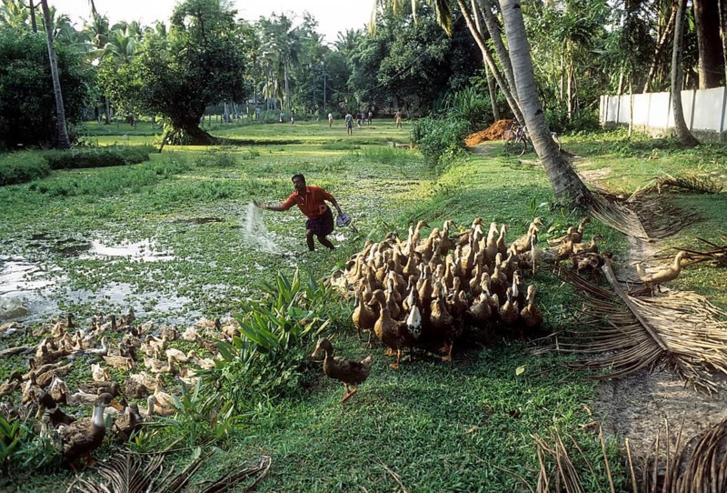 Man herding a flock of Ducks in Kuttanad of Kerala