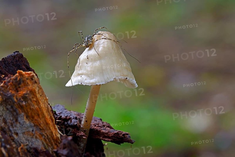 Harvestman