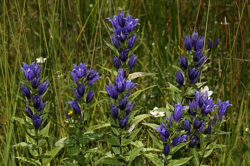 Willow gentian