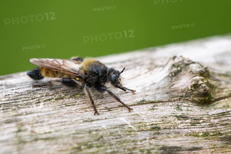 Yellow robber fly