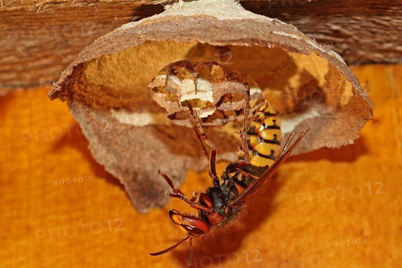 Hornet