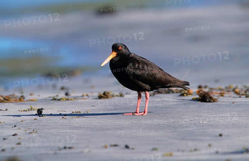 Variable oystercatcher