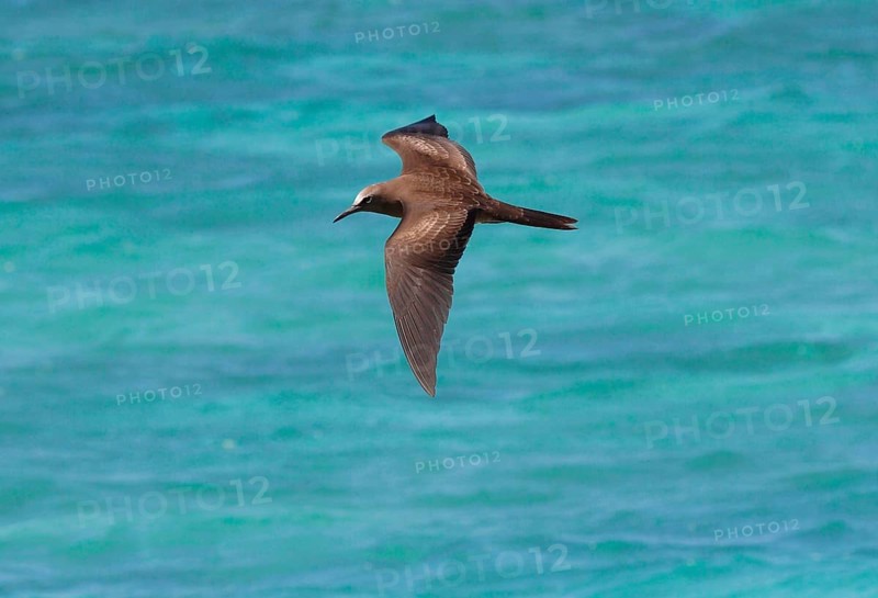 Brown brown noddy