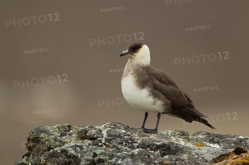 Arctic skuas