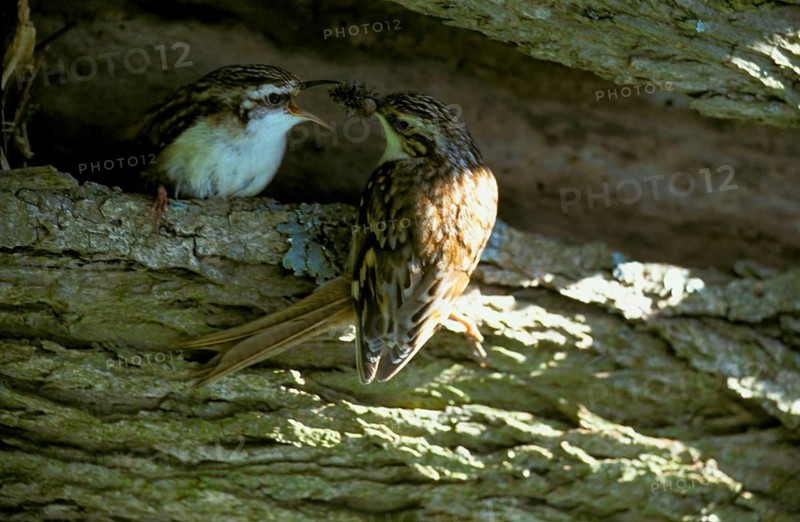 Eurasian treecreeper
