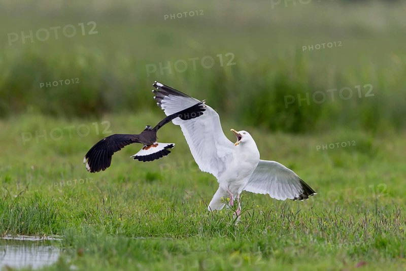 Northern Lapwing