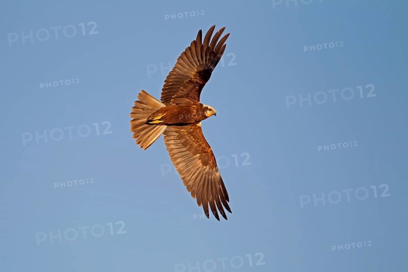 Western Marsh Harrier