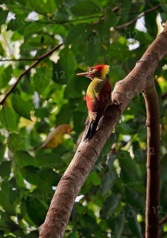 Red-winged Woodpecker