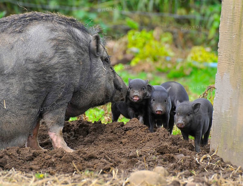 Domestic pig