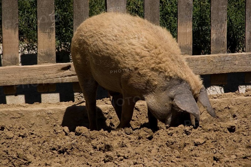 Blond Mangalica Woolly Pig