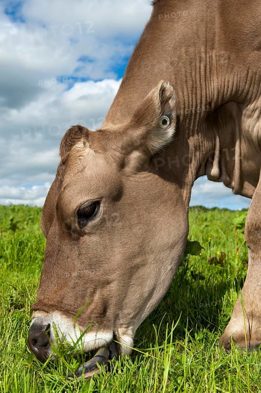Domestic cattle