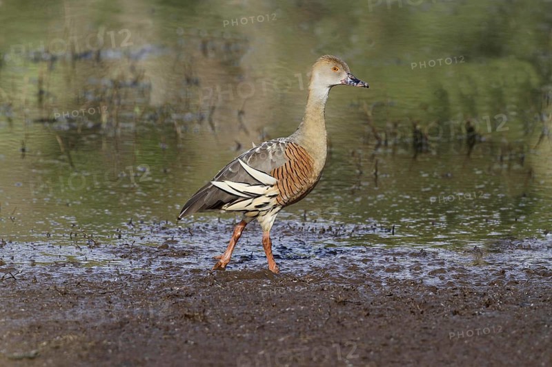 Plumed whistling duck