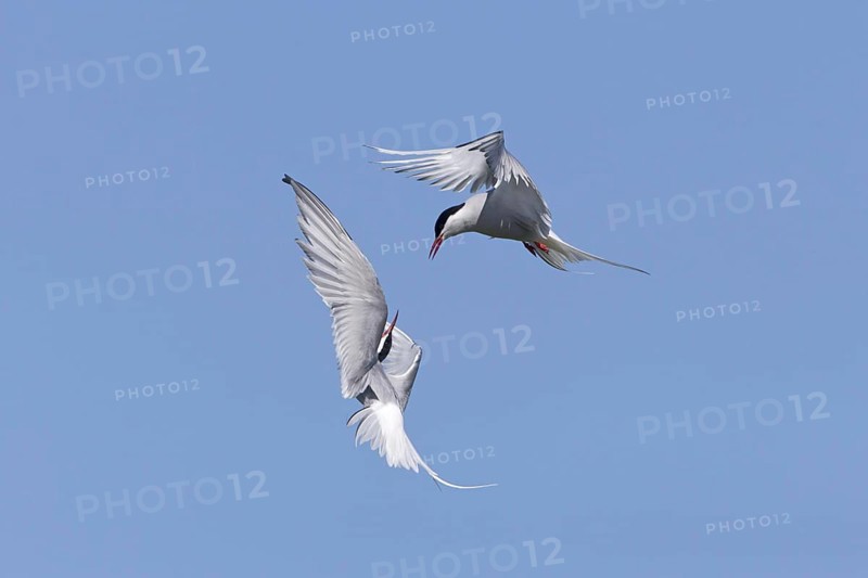 Arctic Tern