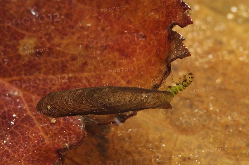 Salt and pepper microcaddisfly