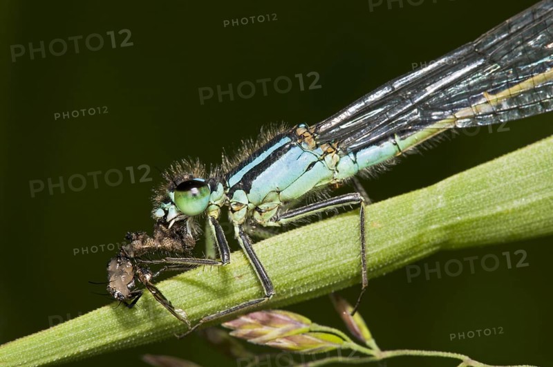 Adult male blue-tailed damselfly