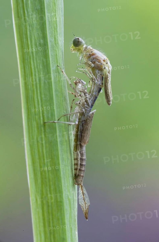 Early damselfly