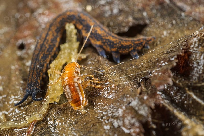 Adult New Zealand velvet worm