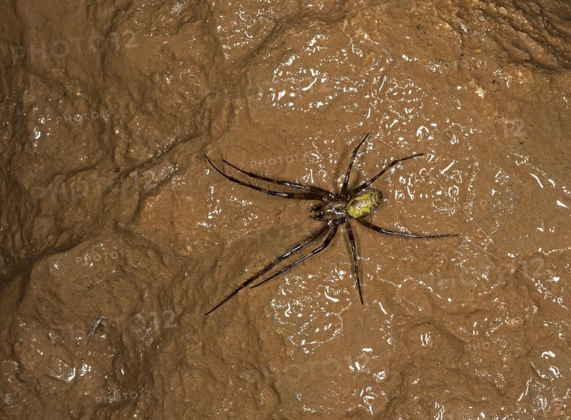 European Cave Spider