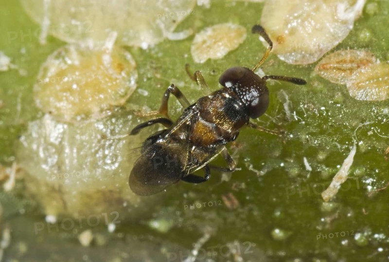 Parasitoid wasp