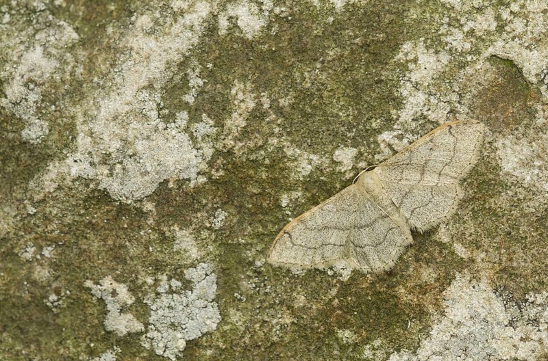 Riband Wave