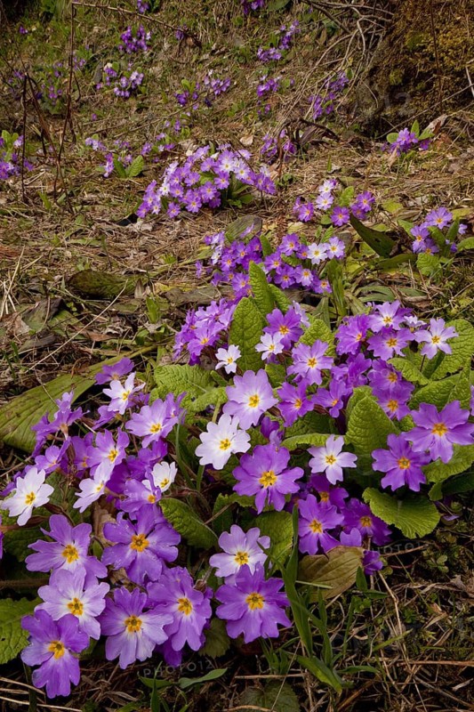 Common primrose