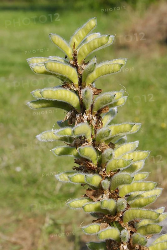 Cultivated Lupin