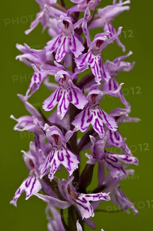 Common Spotted Orchid
