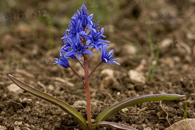 Alpine squill