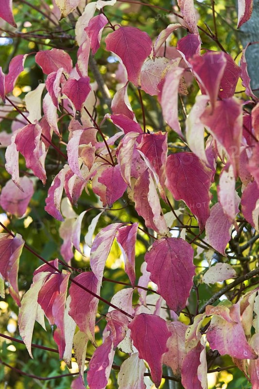 Common dogwood