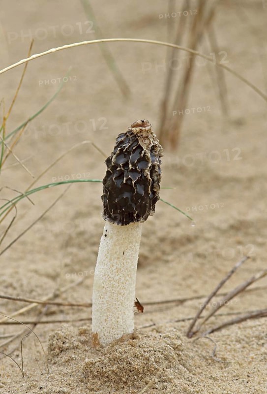 Fruiting body of sand stinkhorn