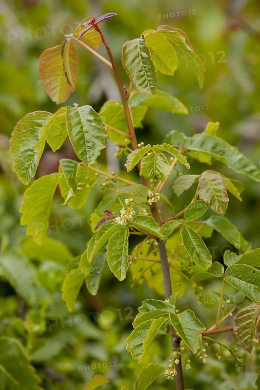 Pacific Poison Oak
