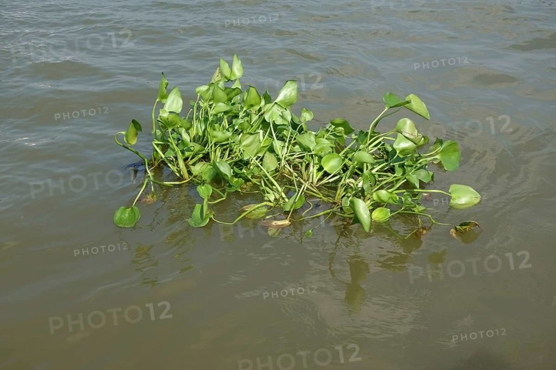 Floating common water hyacinth