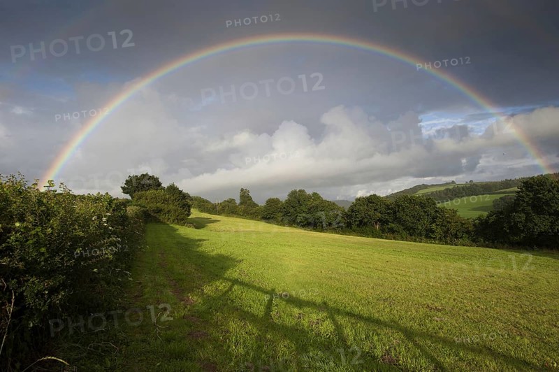 Rainbow over hedgerow