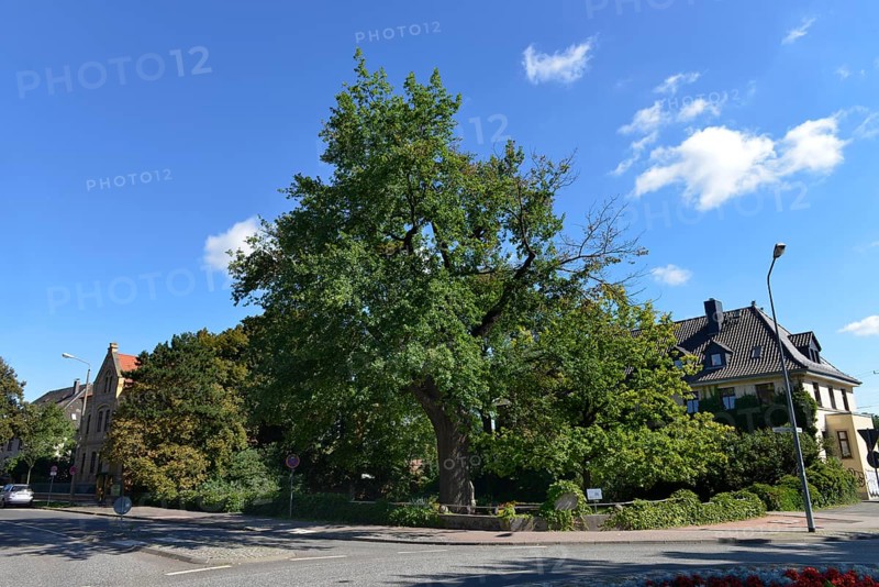 Luther Oak