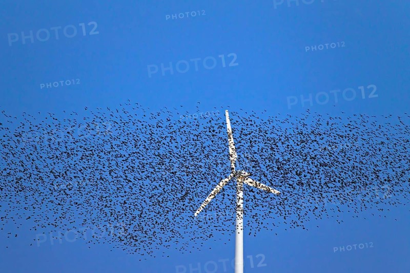 European starling