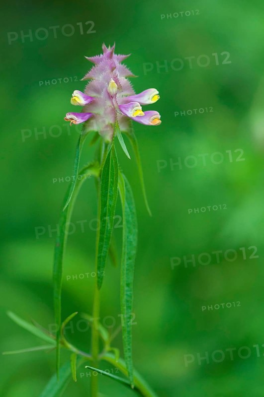 (Melampyrum cristatum)