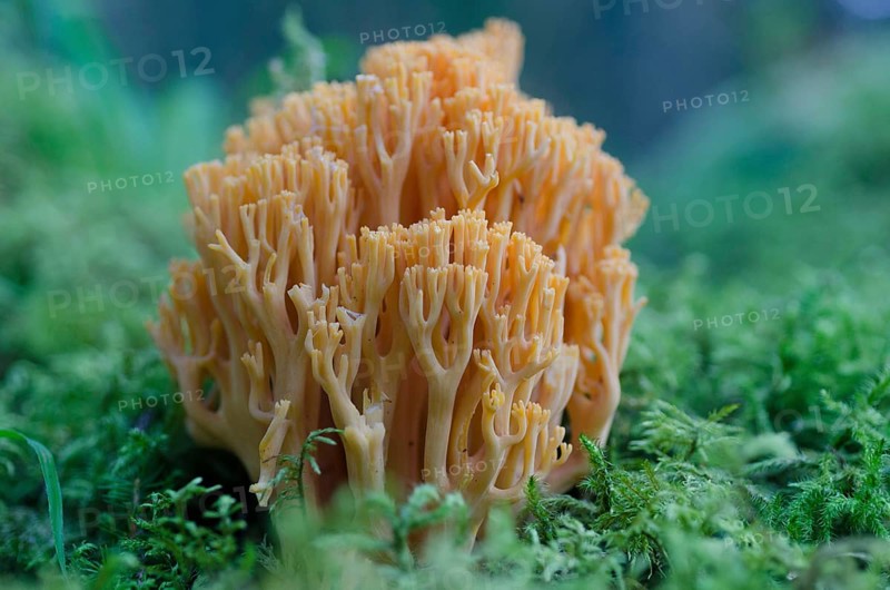 (Ramaria) largentii