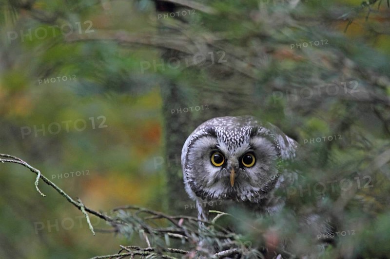 Tengmalm's Owl