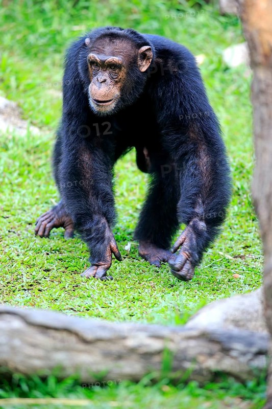 Chimpanzee