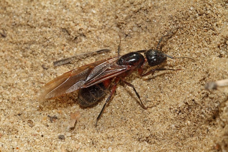 Black horse ant