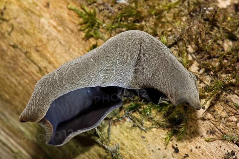 Jew's ear