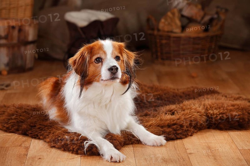 Kooikerhondje