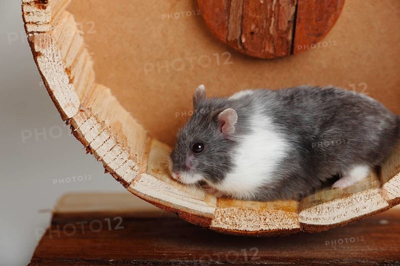 Djungarian hamster