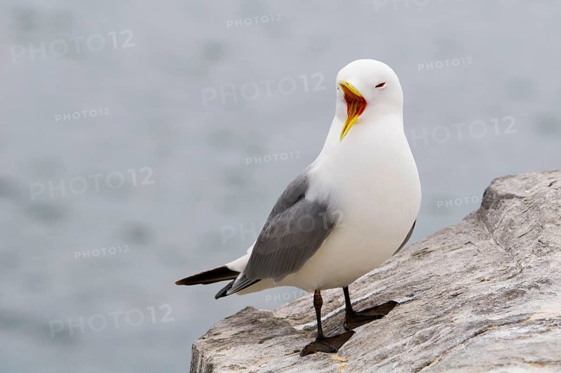 Larus tridactylus