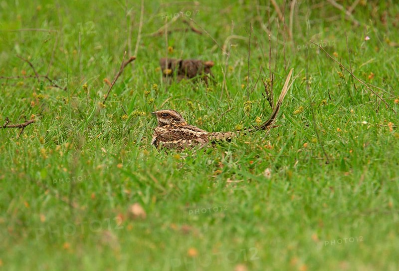 Scissor-tailed Nightjar