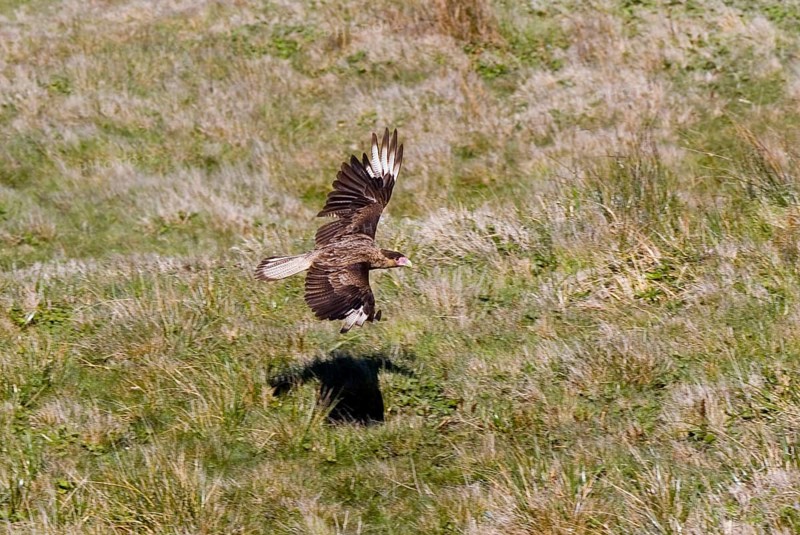 Crested Caracara
