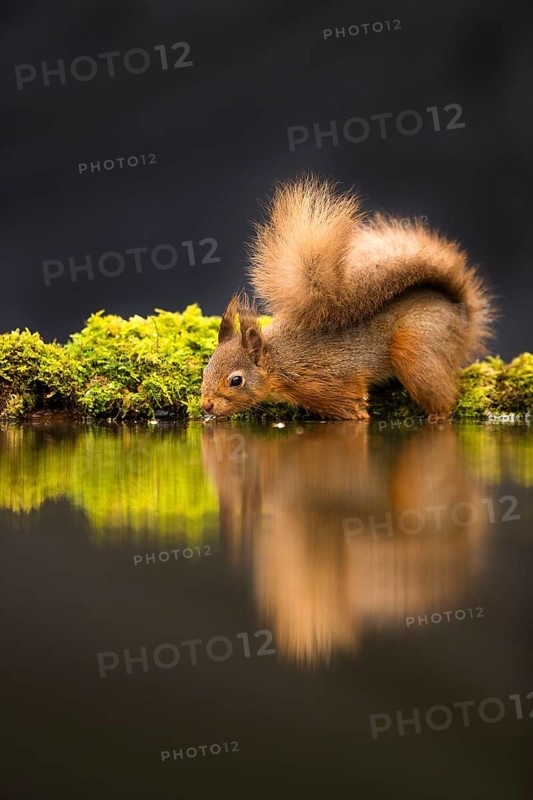 Eurasian red squirrel